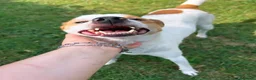 Meticcio cani in regalo: DEVID, simpatico simil Jack russel - Annuncio 3