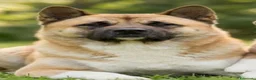 Akita Americano cani in vendita: Cuccioli AKITA AMERICANO Fulvi maschera nera a Provincia di Viterbo - Annuncio 1