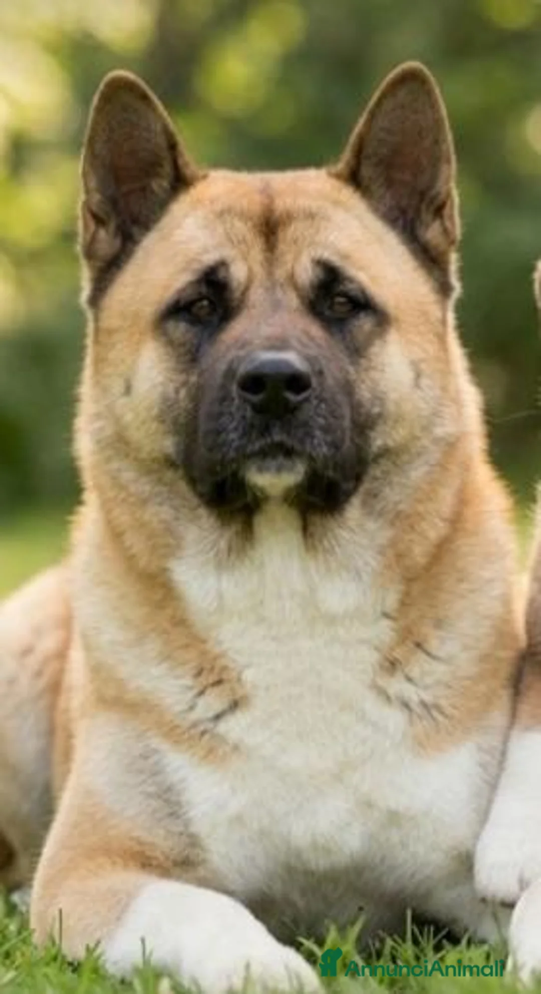 Akita Americano cani in vendita: Cuccioli AKITA AMERICANO Fulvi maschera nera a Provincia di Viterbo - Annuncio 1