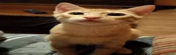 Meticcio gatti in regalo: 3 mesi, abituato in casa  - Annuncio 5