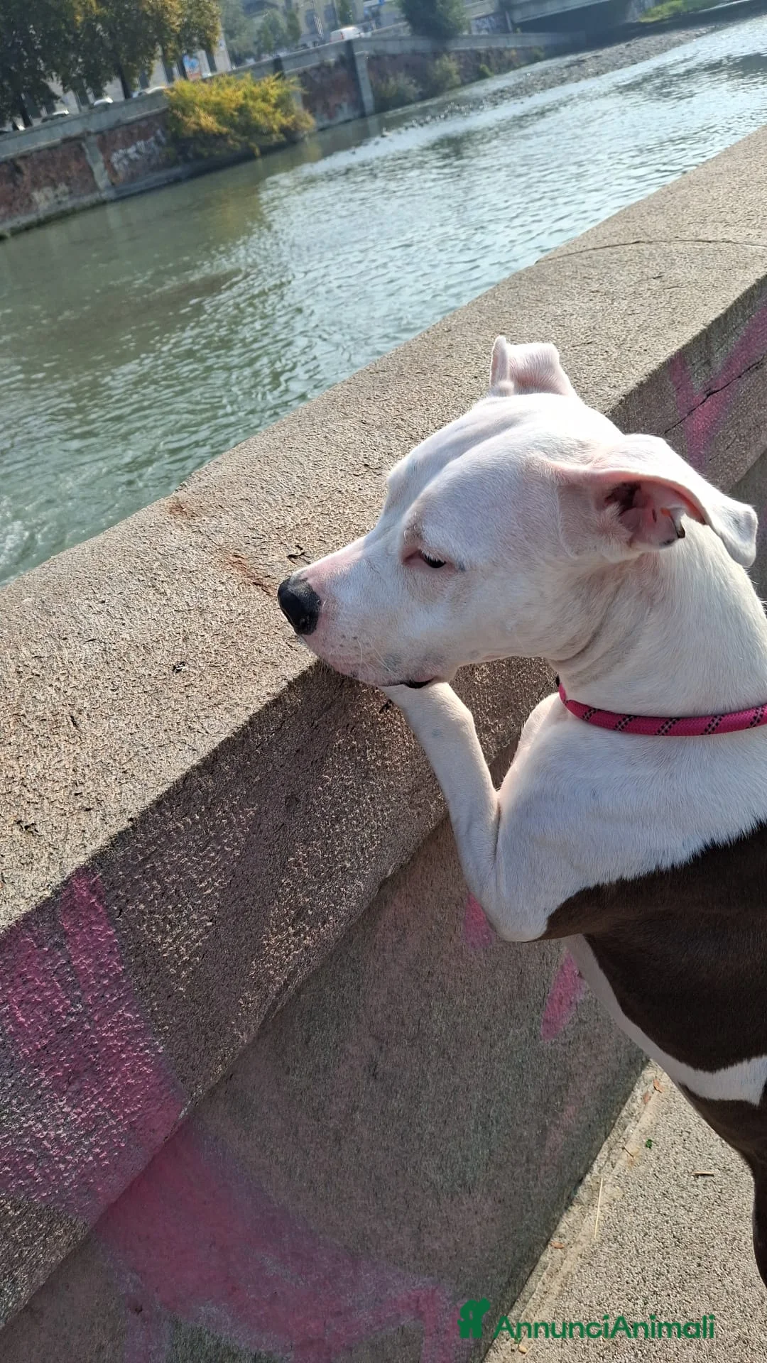 American Staffordshire cani in regalo:  American Stafforshire femmina di 3 anni - Annuncio 2