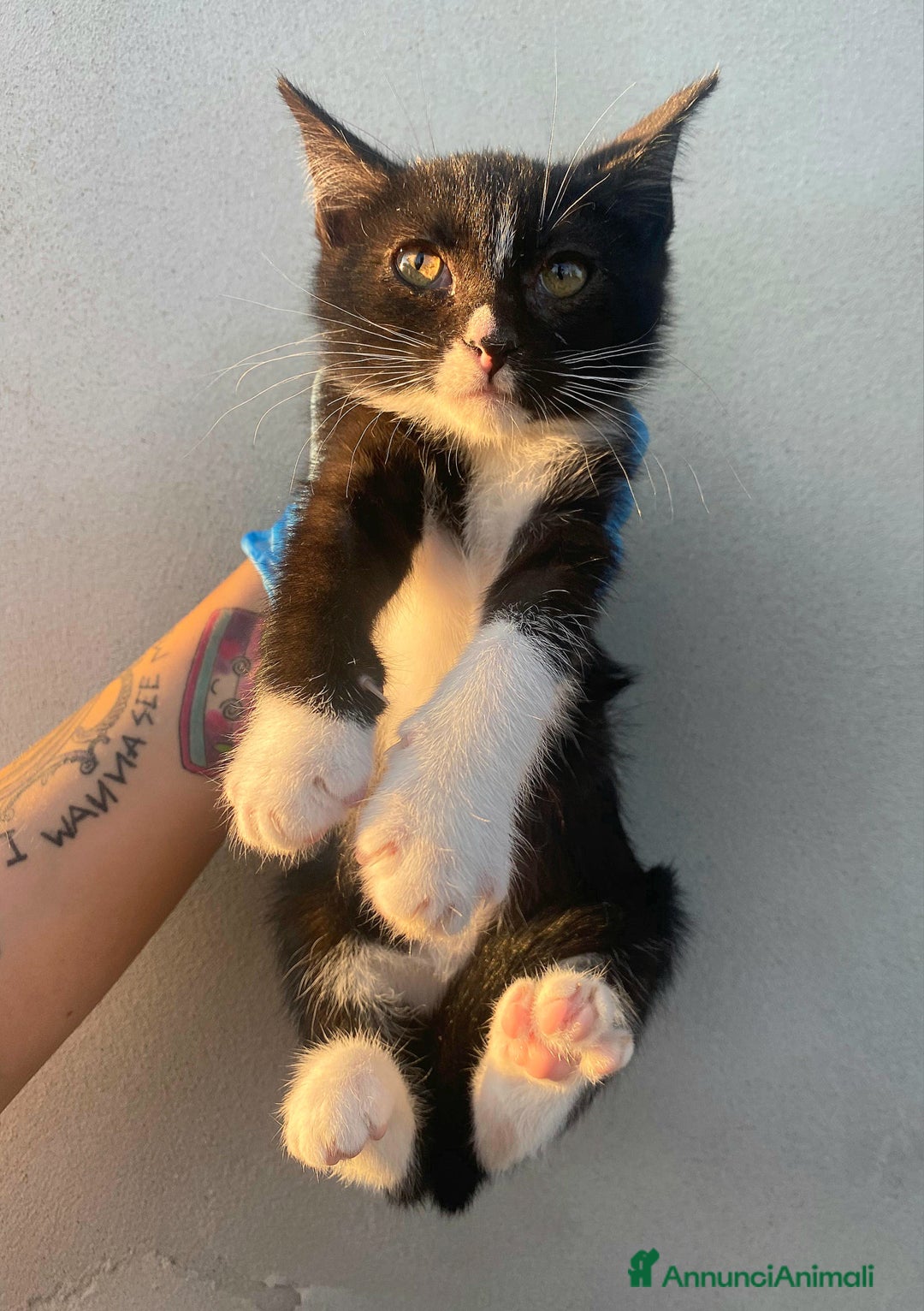 Meticcio gatti in regalo: Lady gattina di 2 mesi  a Provincia di Teramo - Immagine 1