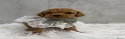 Barboncino Toy cani in vendita: Adorabili cuccioli di barboncino toy - Annuncio 11