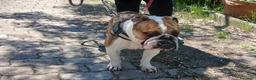 Bulldog cani in regalo: BALOO BULLDOG INGLESE, MISSIONE IMPOSSIBILE - Annuncio 4