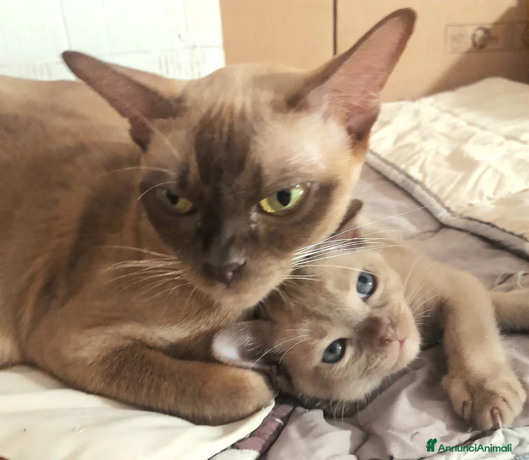 Burmese gatti in vendita: Cucciolo Burmese  Europeo color Lilla a Città Metropolitana di Bologna - Annuncio 2