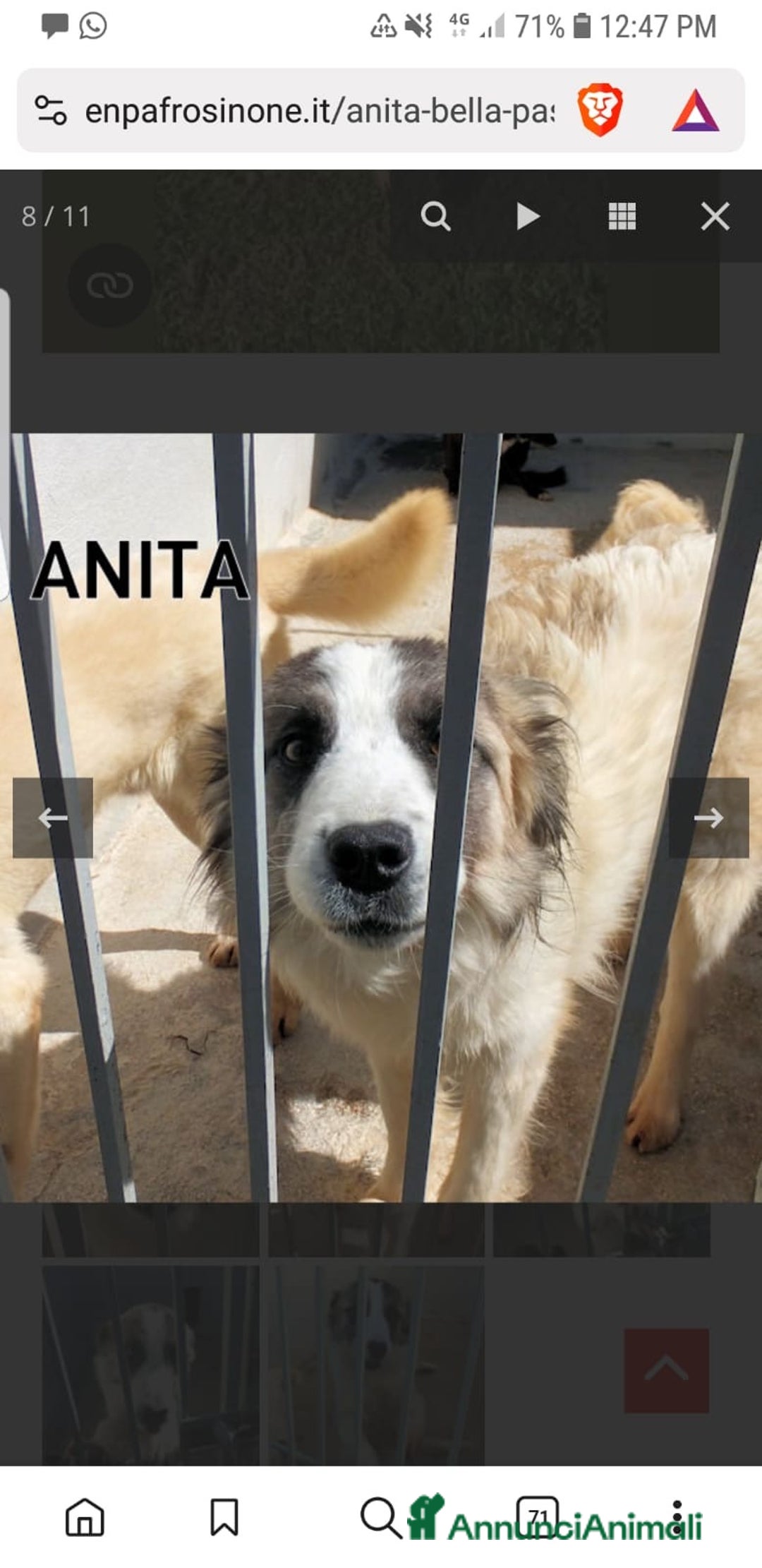 Australian Shepherd cani in regalo: ADOZ.DEL CUORE: pastorina, dolce,buona,vive in box - Annuncio 3