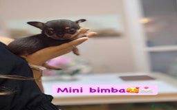 Chihuahua cani in vendita: Chiuhuha Femmina mini toy a Provincia di Monza e della Brianza - Immagine 1