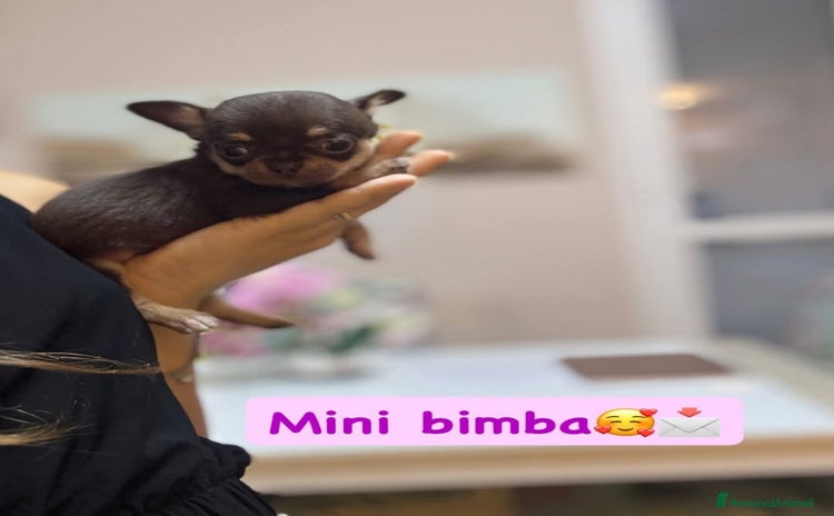 Chihuahua cani a Provincia di Monza e della Brianza - Annuncio 8