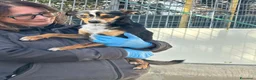 Meticcio cani in regalo: Mr Otto a Provincia di Salerno - Annuncio 2