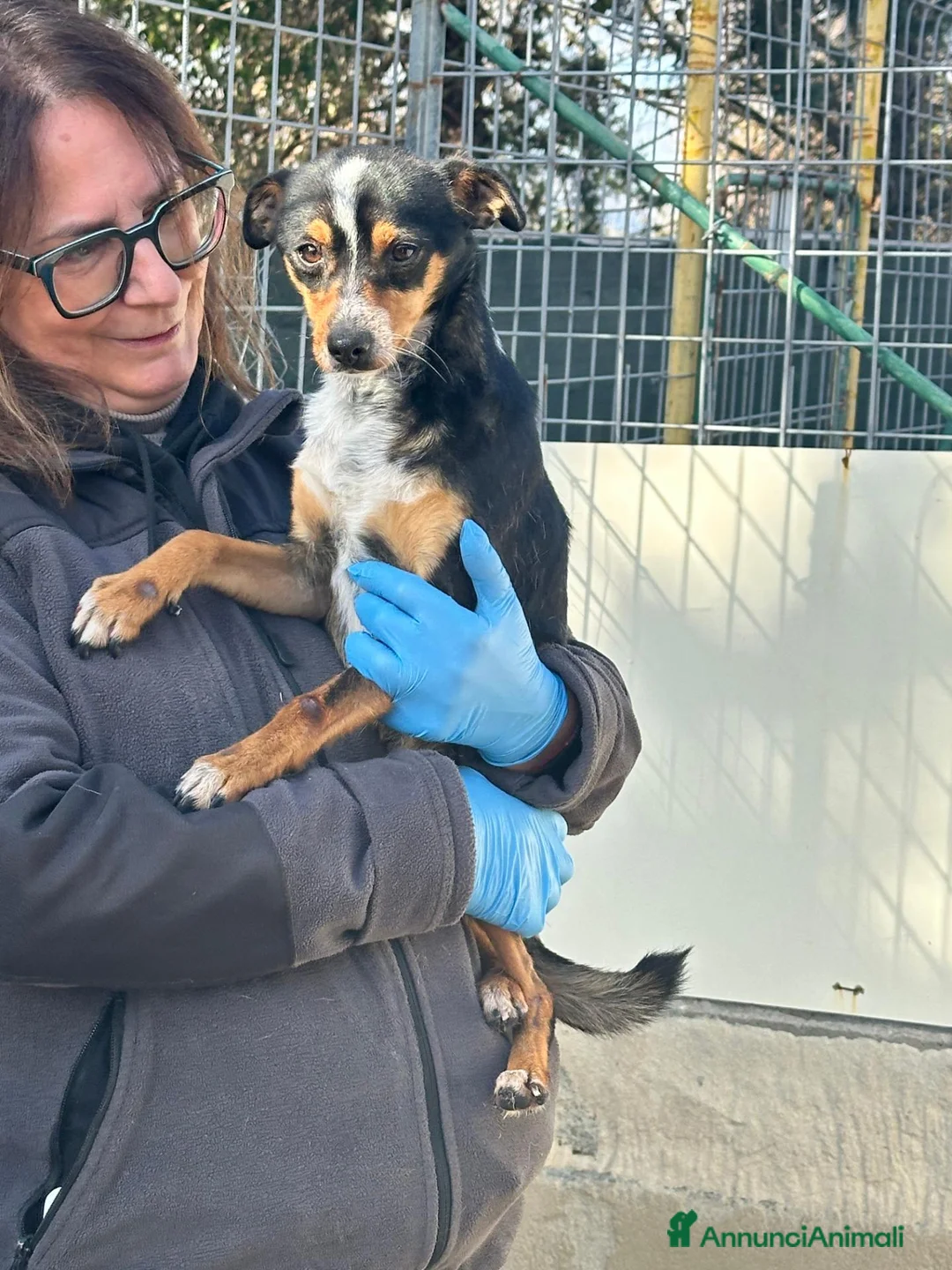 Meticcio cani in regalo: Mr Otto a Provincia di Salerno - Annuncio 2