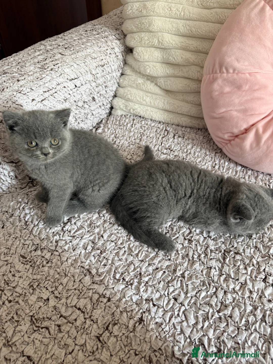 British gatti in vendita: British short hair  - Annuncio 2