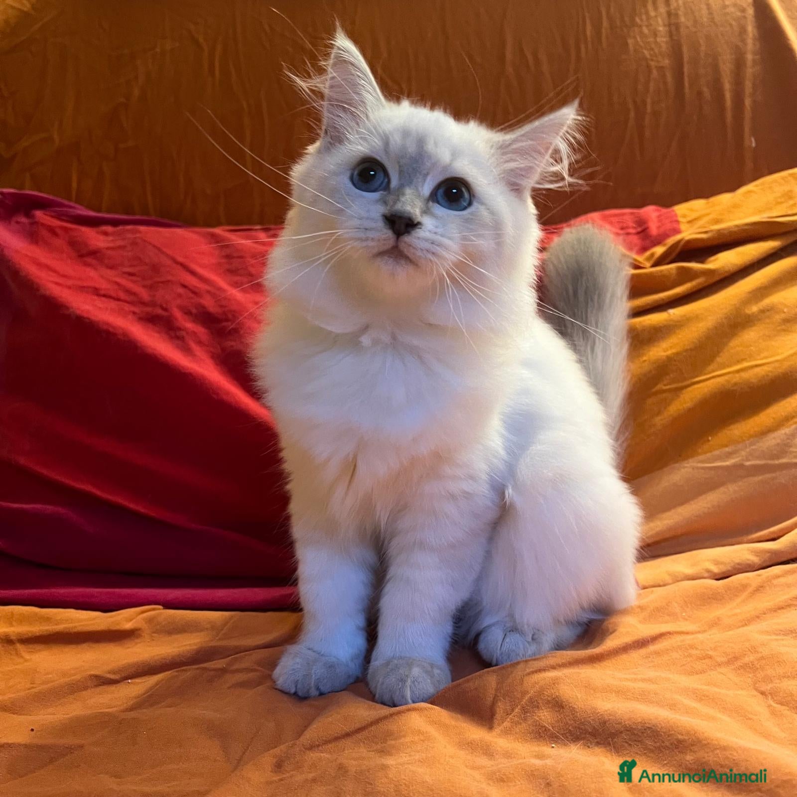 Siberiano gatti Gattina Siberiana ipoallergenca - Annuncio 3