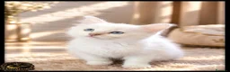 Ragdoll gatti in vendita: Ragdoll cuccioli con pedigree  - Annuncio 15