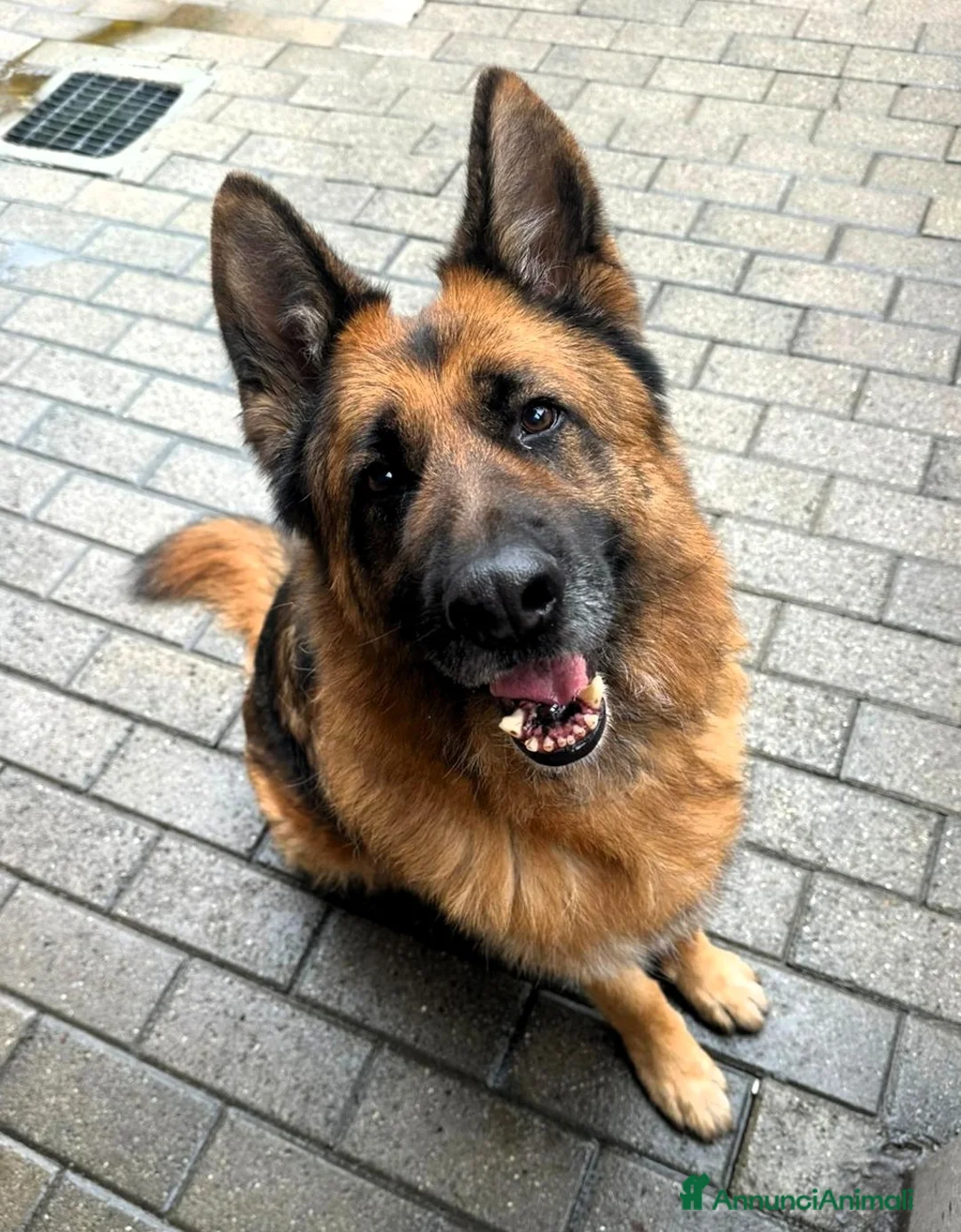 Pastore Tedesco cani in regalo: IBRA BELLISSIMO PASTORE TEDESCO - Annuncio 1