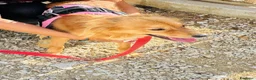 Volpino Italiano cani in regalo: Pimpa, volpina dal grande cuore - Annuncio 3