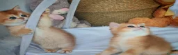 Scottish gatti in vendita: Straordinari Cuccioli Scottish - Annuncio 10