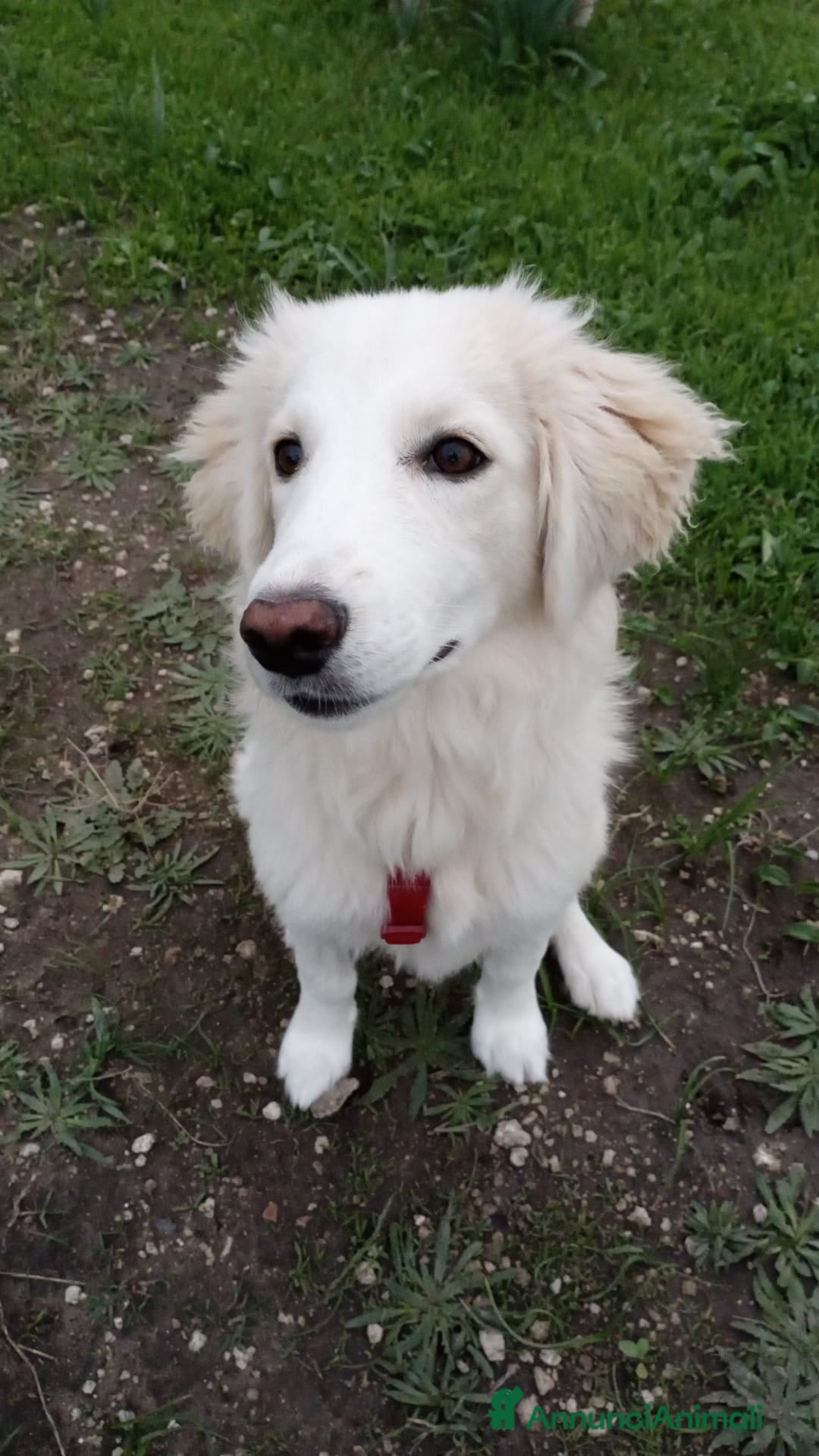 Meticcio cani in regalo: TOBY  - Annuncio 7