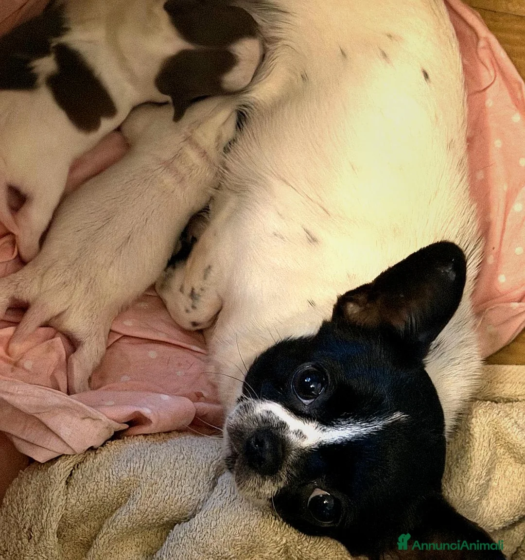 Chihuahua cani in vendita: Chihuahua toy - Annuncio 6