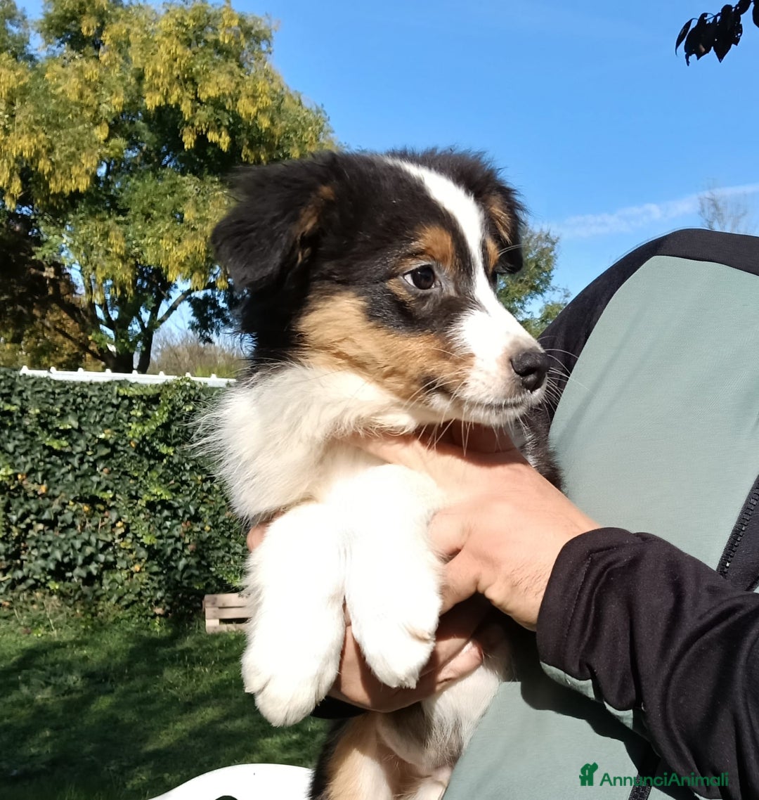 Australian Shepherd cani in vendita: Splendido cucciolo di pastore australiano - Annuncio 5