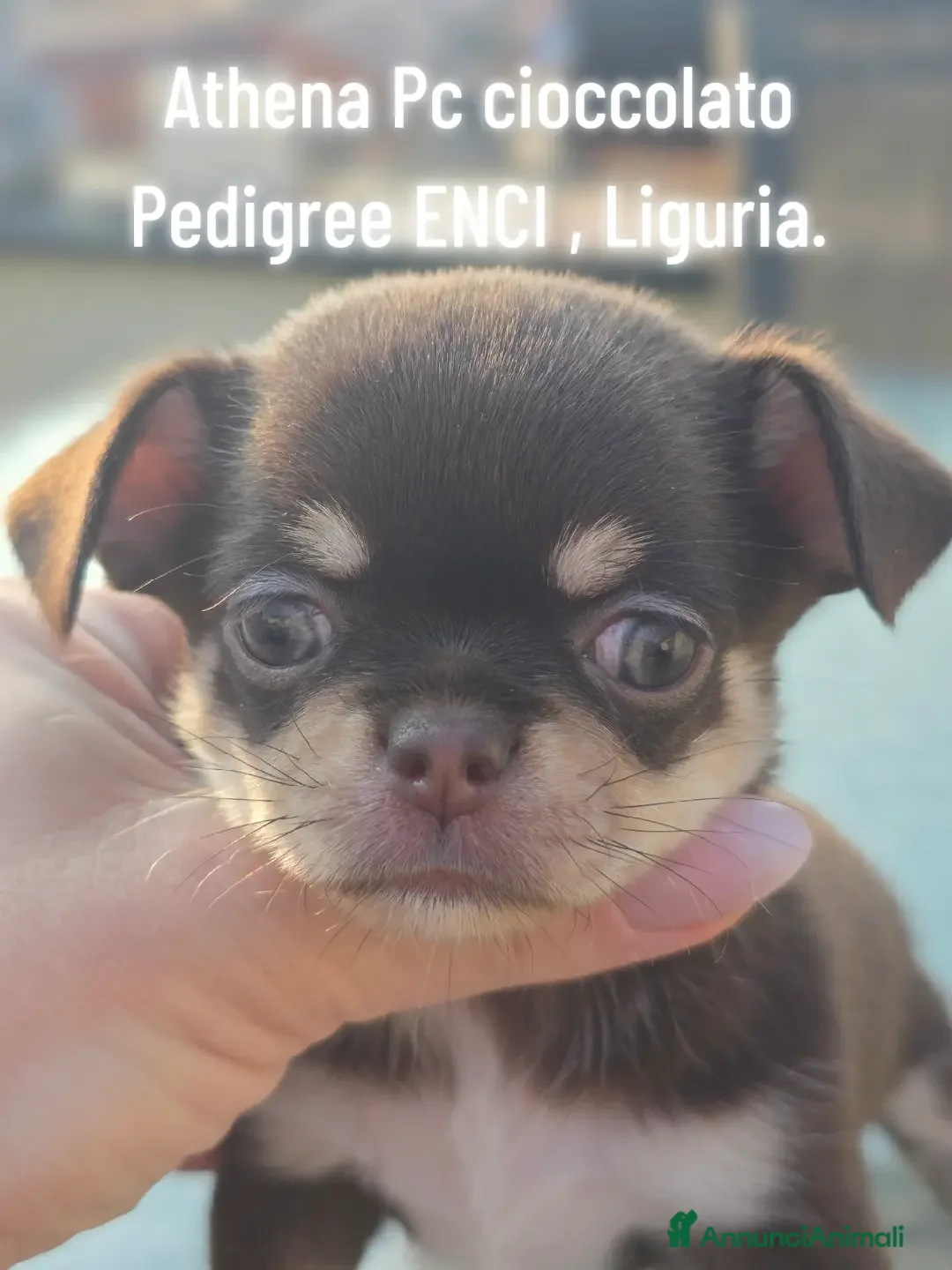 Chihuahua cani in vendita: Chihuahua chocolate Pedigree ENCI - Annuncio 10