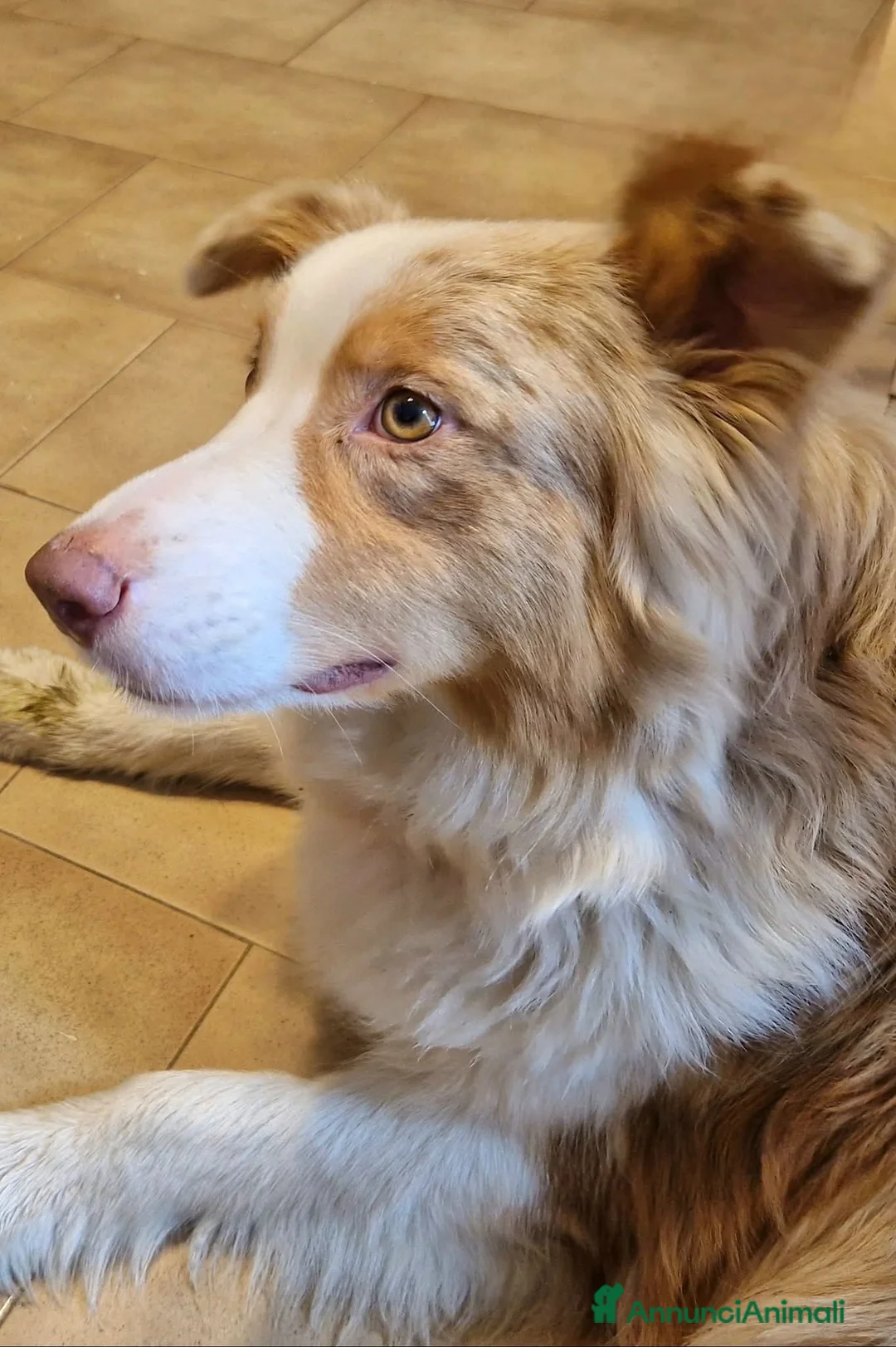 Australian Shepherd cani in vendita: Cuccioli pastore australiano  a Provincia della Spezia - Annuncio 2