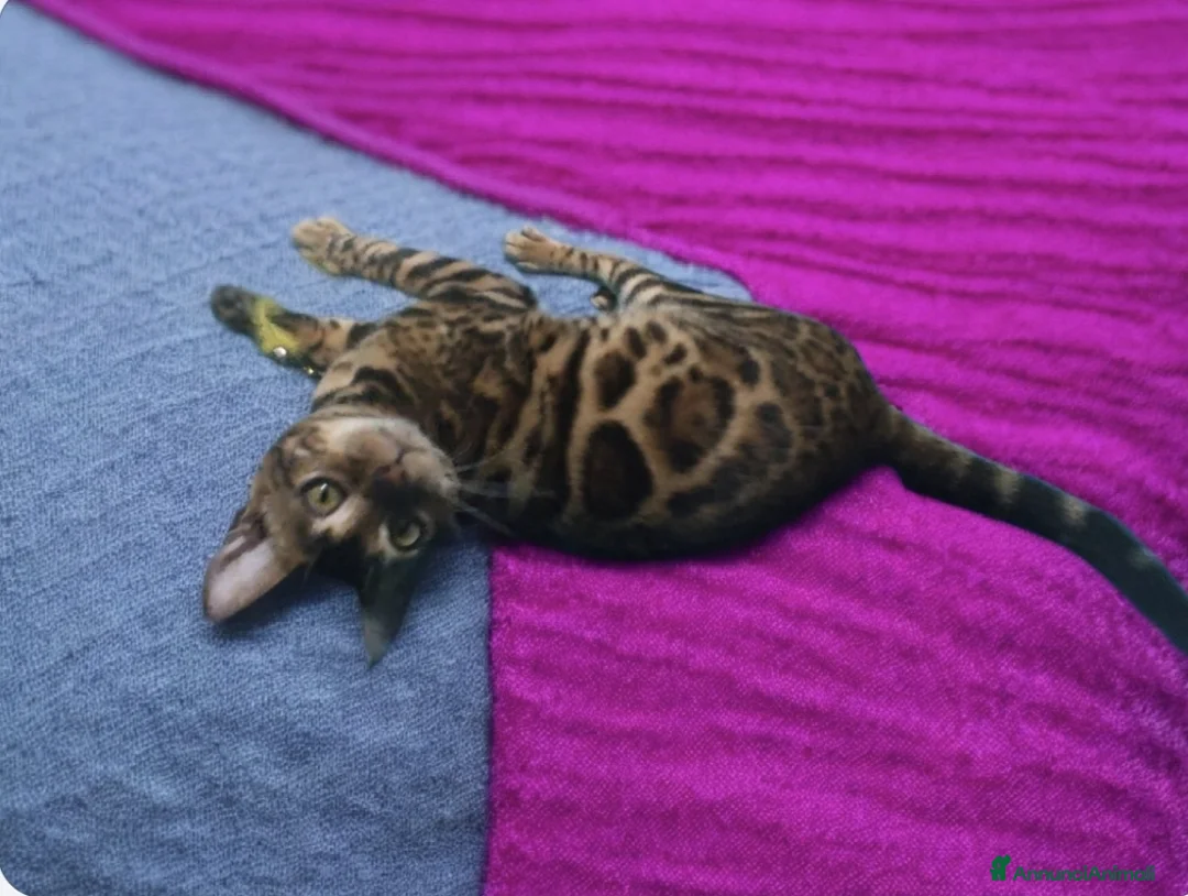 Bengala gatti in vendita: Bellissimi gattini del Bengala  - Annuncio 8