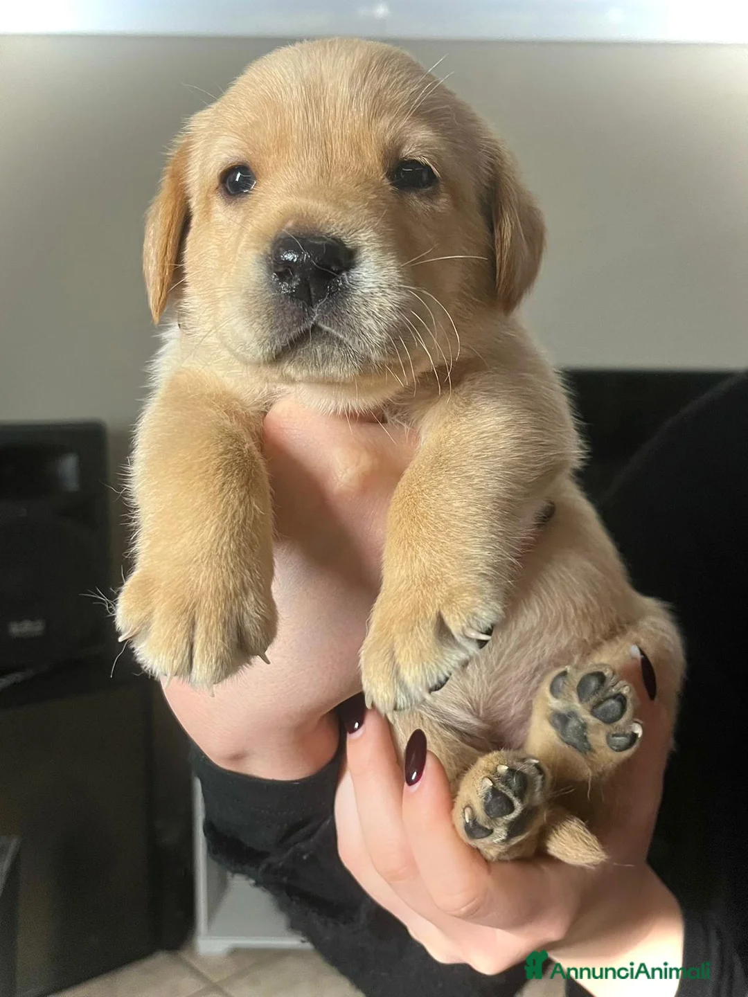 Labrador cani in vendita: LABRADOR felicità A 4 ZAMPE - Annuncio 1