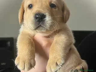 Labrador cani LABRADOR felicità A 4 ZAMPE - Annuncio 1