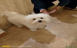 Maltese cani per accoppiamento: Maltese cerca fidanzata  a Città metropolitana di Palermo - Immagine 2