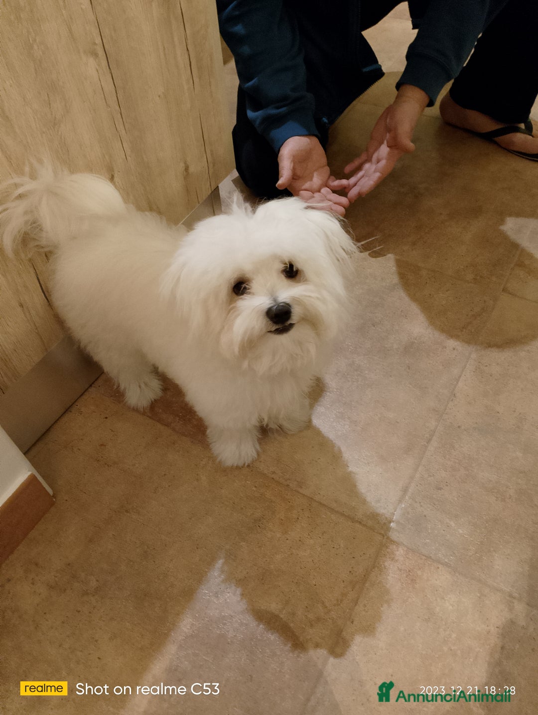 Maltese cani per accoppiamento: Maltese cerca fidanzata  a Città metropolitana di Palermo - Immagine 2
