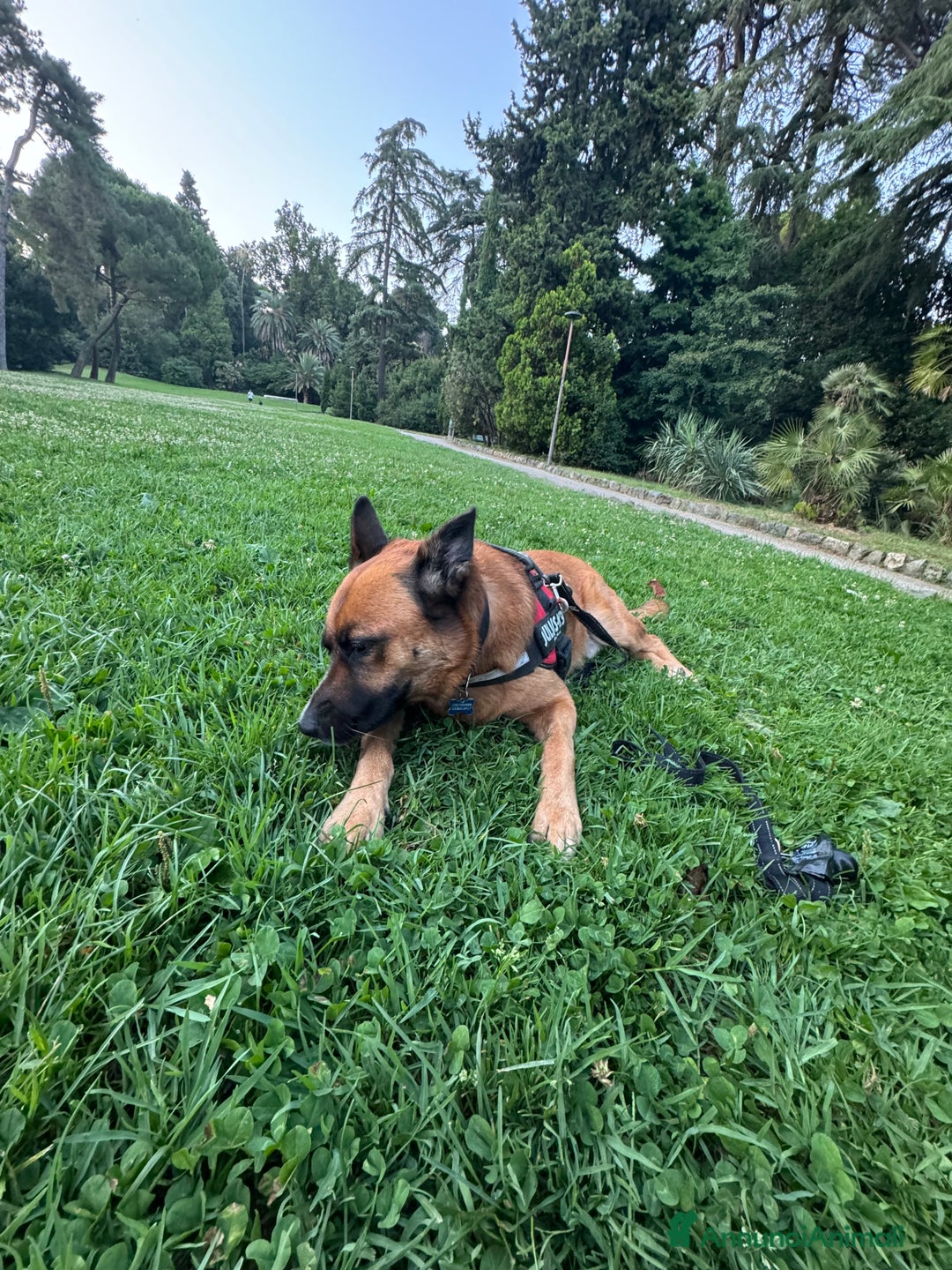 Pastore Belga cani in regalo: Cerco nuova famiglia per Class - Annuncio 6