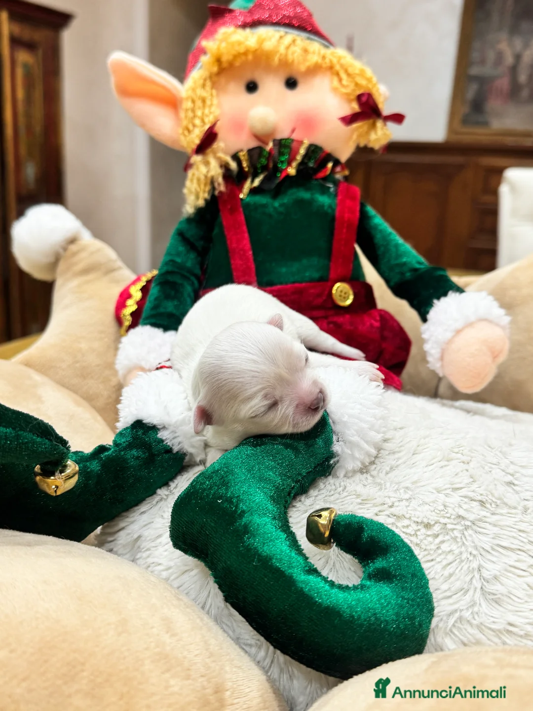 Chihuahua cani in vendita: Cuccioli Chihuahua pelo lungo - Annuncio 8