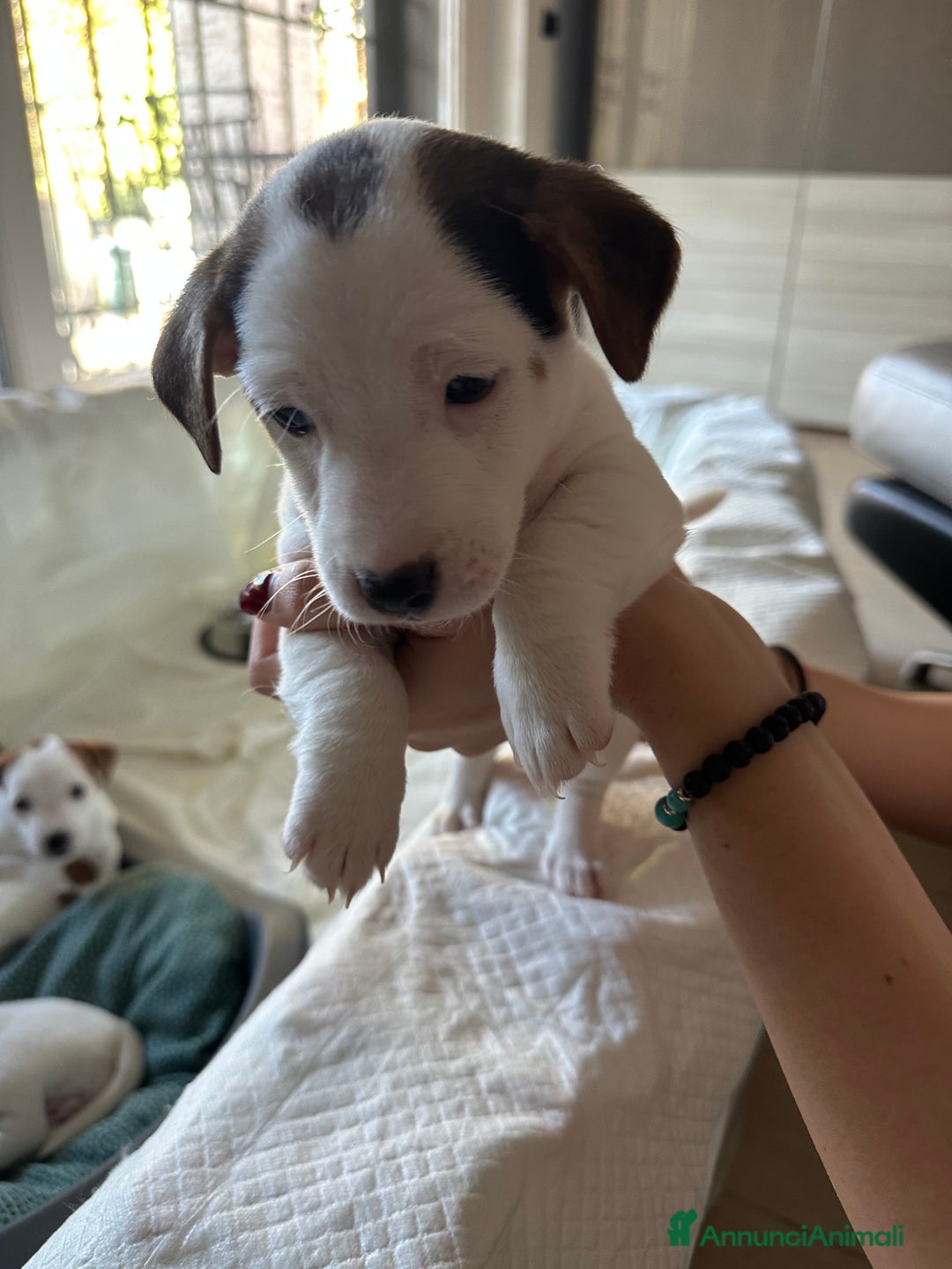 Jack Russell cani in vendita: Jack Russel Terrier di Razza Neri, tricolori  - Annuncio 14