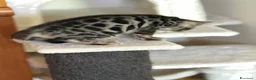 Bengala gatti in vendita: Cuccioli bengala  - Annuncio 6