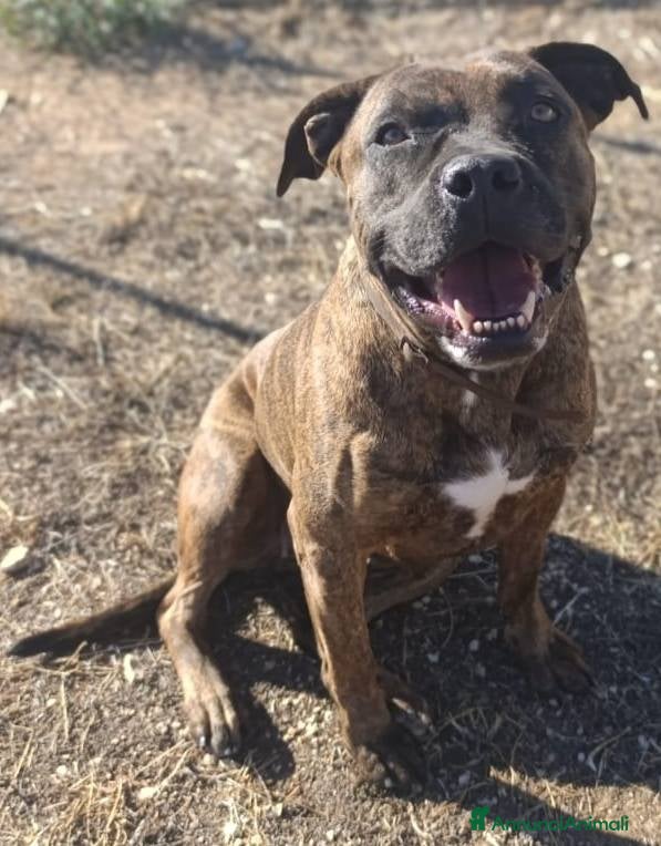 Meticcio cani Luce, molossa dolce ubbidiente tenerona - Annuncio 1