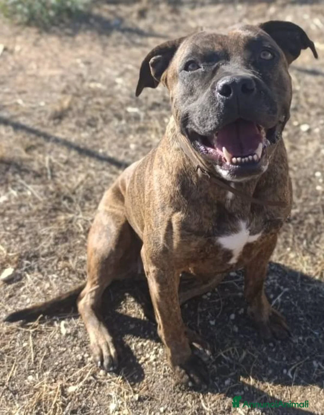 Meticcio cani in regalo: Luce, molossa dolce ubbidiente tenerona - Annuncio 1