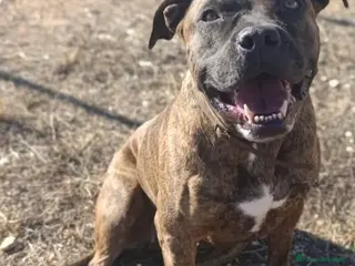 Meticcio cani Luce, molossa dolce ubbidiente tenerona - Annuncio 1