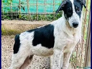 Meticcio cani CLOE recuperata per strada affamata e spaventata - Annuncio 21