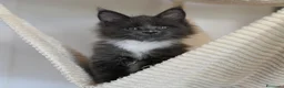 Maine Coon gatti in vendita: 🏆 Top Cuccioli MCO ❤️ - Annuncio 5