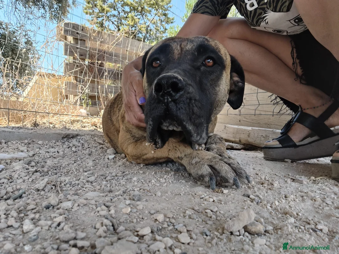 Cane Corso cani in regalo: Kira e Zeus, due anime buone in cerca di casa - Annuncio 8