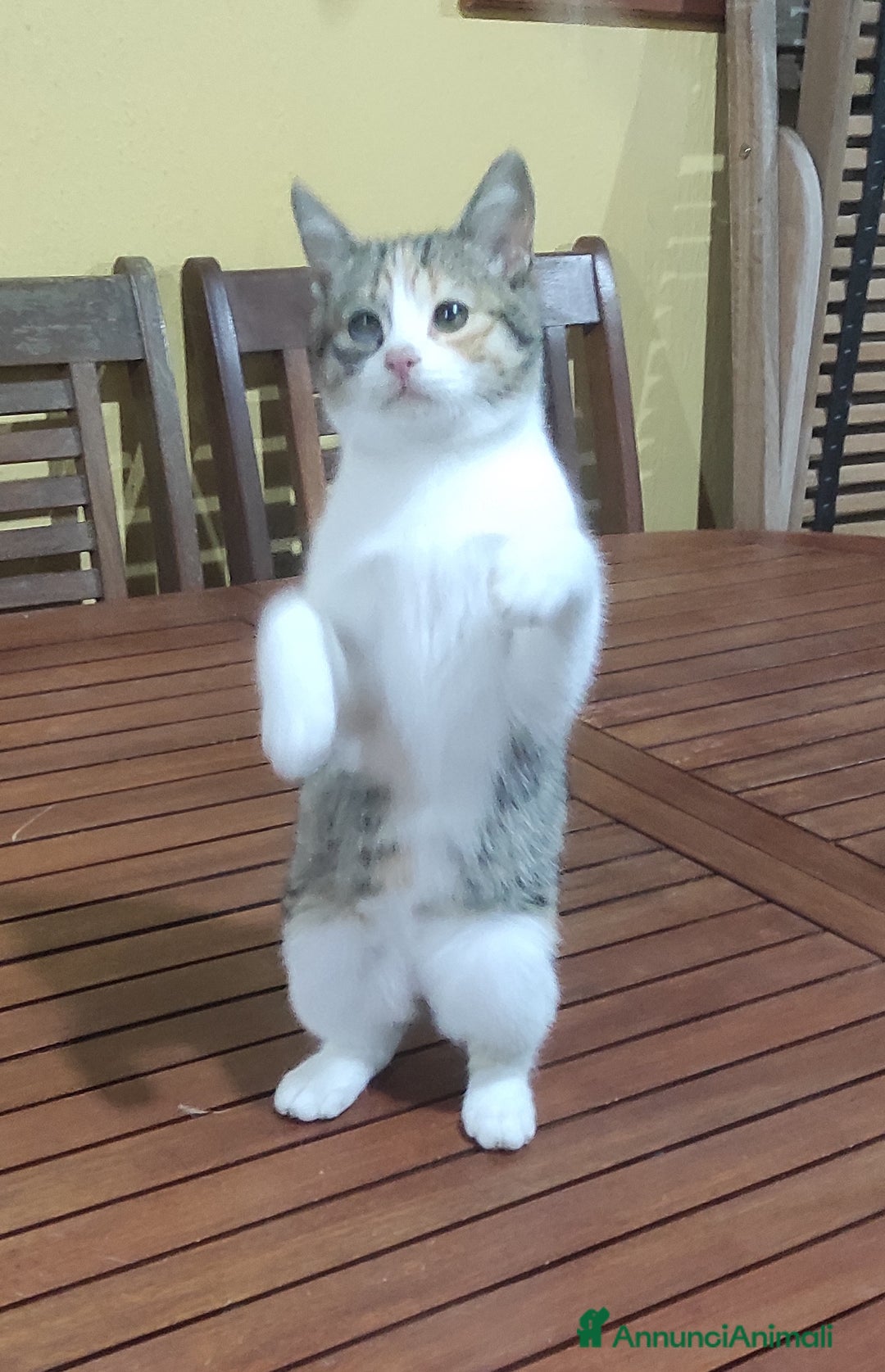 Europeo gatti in regalo: Gattina cerca casa - Annuncio 2