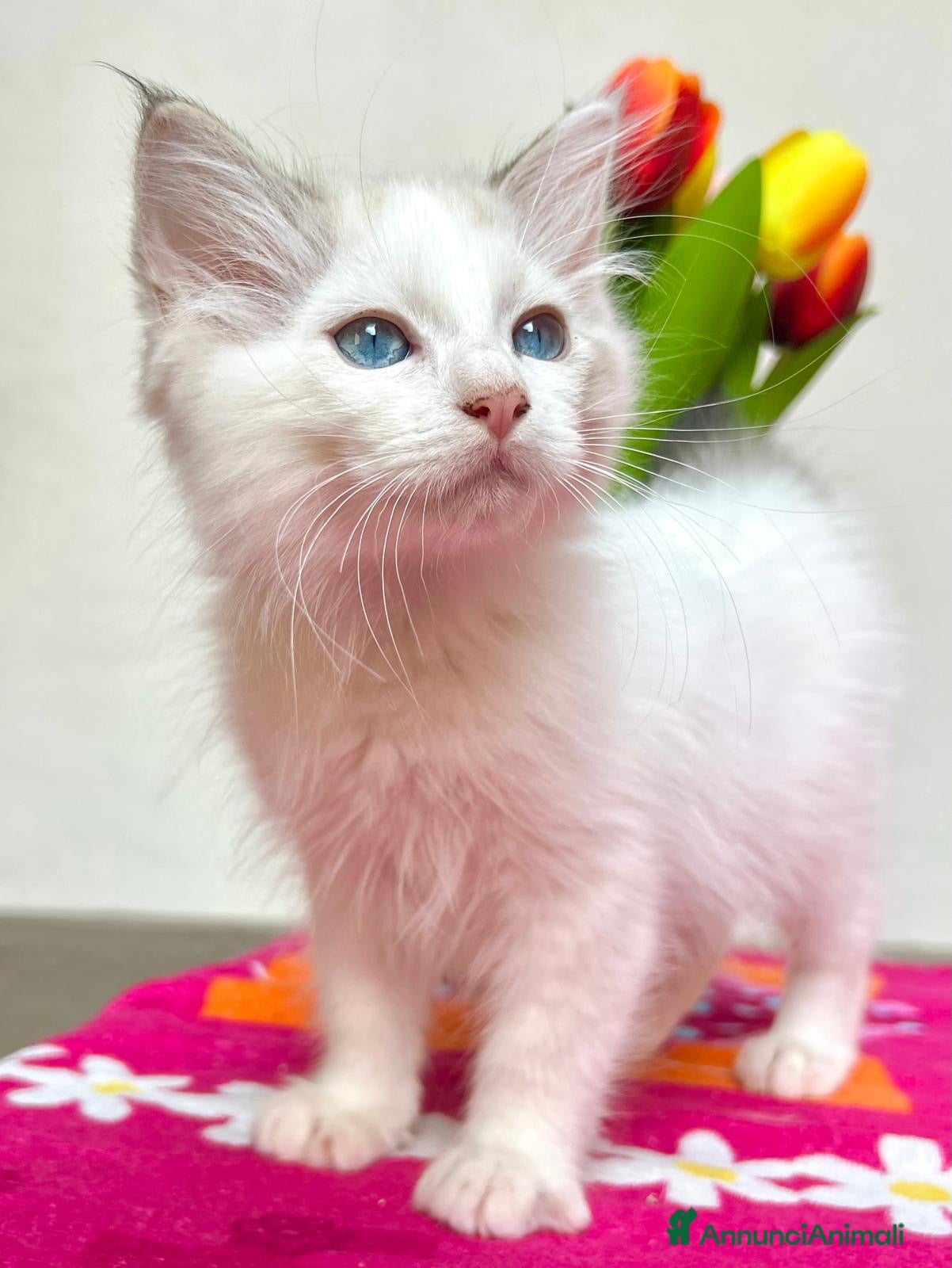 Ragdoll gatti cucciolo ragdoll disponibile  - Annuncio 3