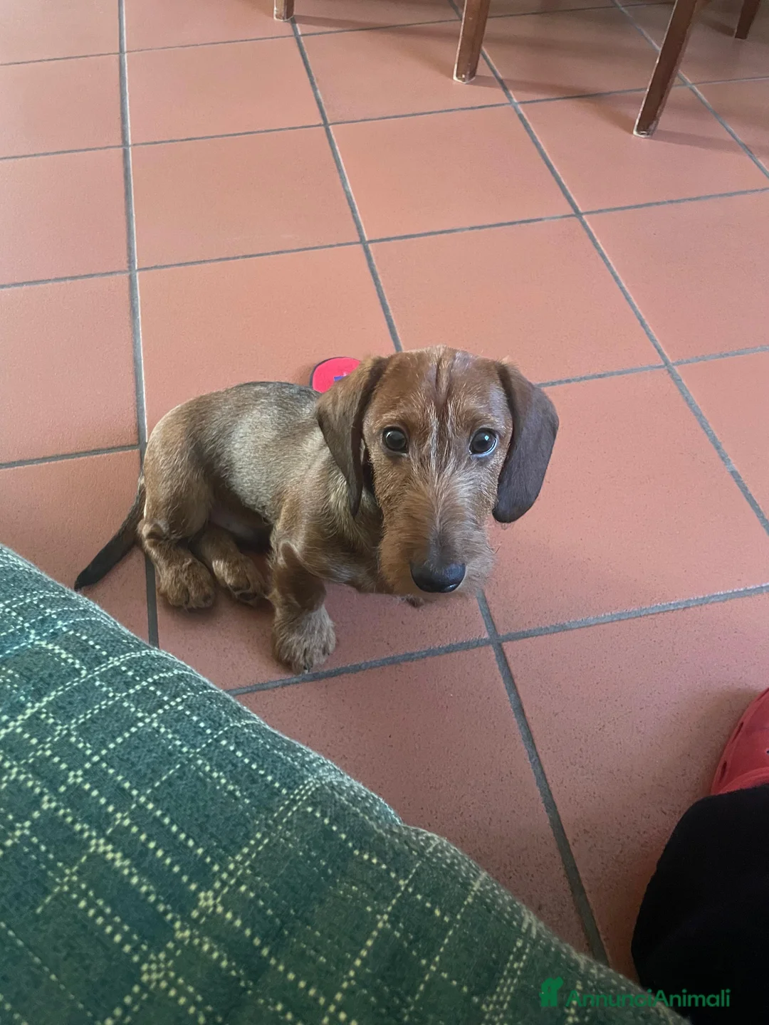 Bassotto cani in vendita: Bassotto standard pelo duro - Annuncio 5