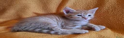 Europeo gatti in regalo: Splendidi gattini cercano casa - Annuncio 4