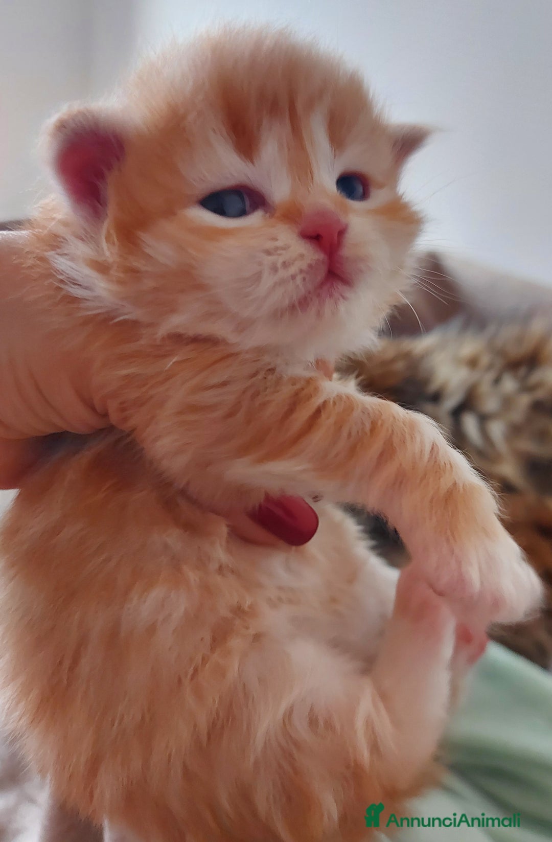 Siberiano gatti in vendita: Cuccioli di gatto Siberiano Certificati  - Annuncio 3