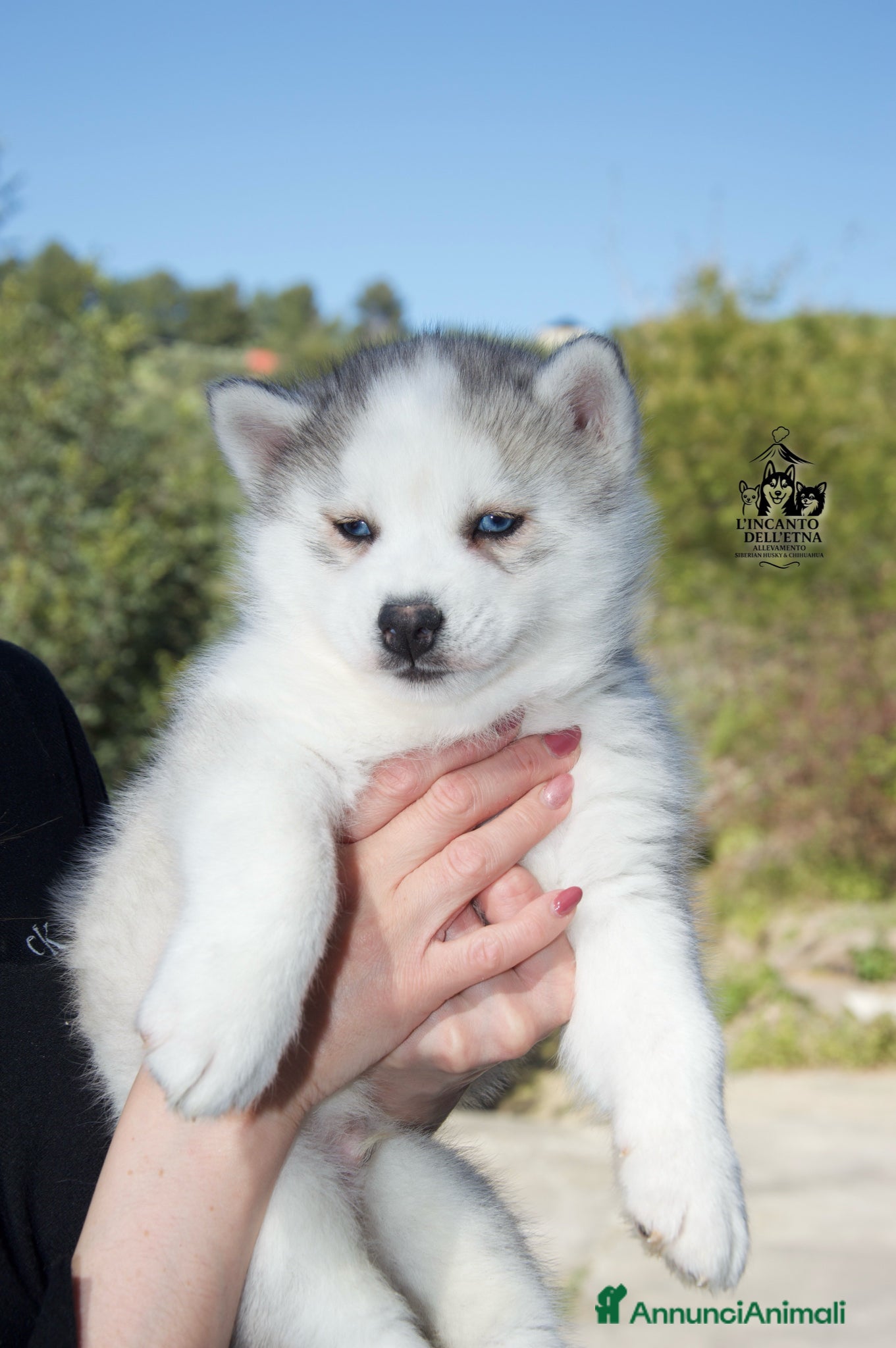 Husky cani Cucciolo Siberian husky linea russa pedigree Enci  - Annuncio 2