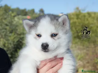 Husky cani Cucciolo Siberian husky linea russa pedigree Enci - Annuncio 2