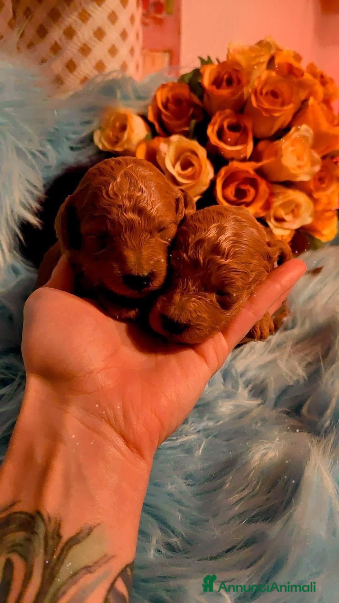 Immagine della galleria {{count}}