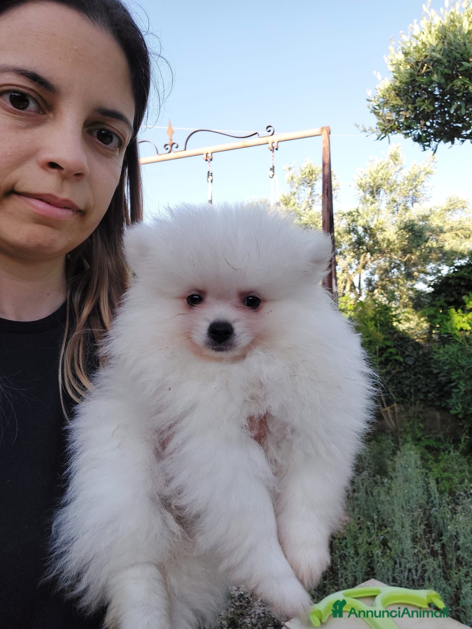 Volpino Pomerania cani Pomerania con pedigree  - Annuncio 10
