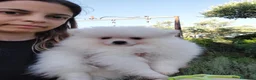Volpino Pomerania cani in vendita: Pomerania con pedigree  a Provincia di Trieste - Annuncio 1